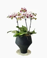  Chậu Lan Hồ Điệp Bạch Hồng An Phúc - LHD236 