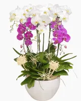  Chậu Lan Hồ Điệp Phúc Lộc  - LHĐ172 