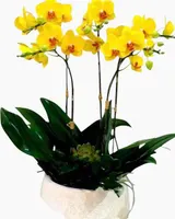  Chậu Hoa Lan Hồ Điệp Vàng Glorious - LHĐ22 