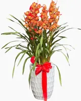  Bình Hoa Địa Lan Cam Lửa - HCB71 