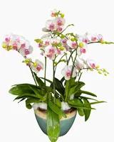  Chậu Lan Hồ Điệp Xinh Xỉu- LHĐ210 