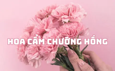 Pink carnations: the flower of Mother's Day