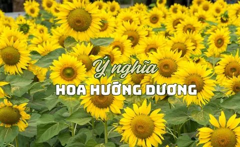 Ý nghĩa hoa hướng dương trong tình yêu, biểu tượng trong cuộc sống