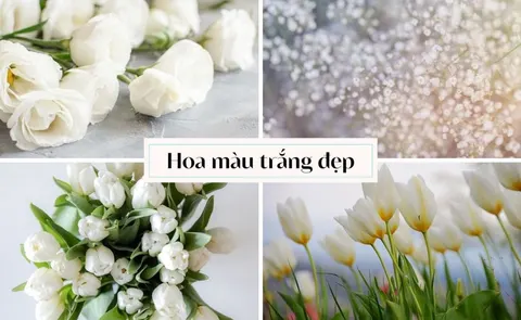 White flowers for 8 March and 20 October