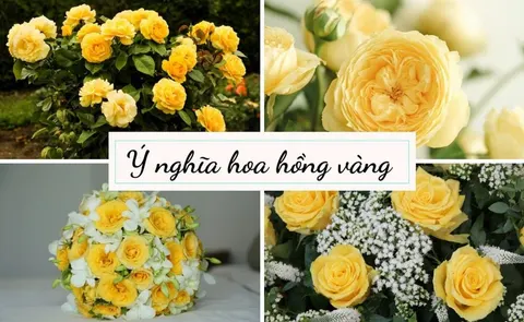 What yellow roses mean in Vietnam