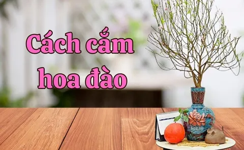 Arranging peach blossom so it opens on the first day of Tết