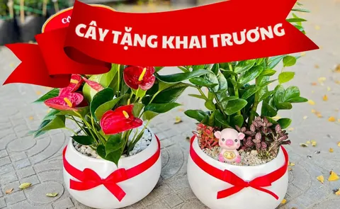 Plants to give at a grand opening, and what they signify