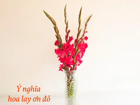 Red gladioli at Tết: what they mean and how to arrange them