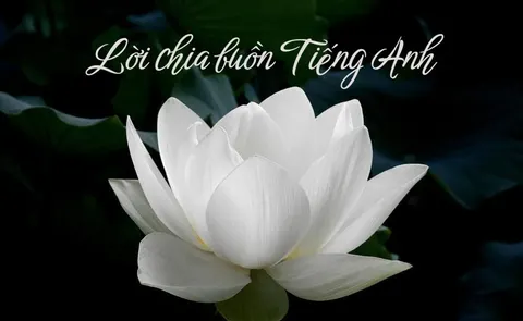 100+ Lời chia buồn bằng tiếng Anh, gửi cầu nguyện cho người đã mất chân thành nhất