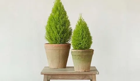 Mini lemon cypress trees for Christmas