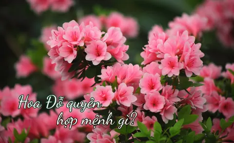 What azaleas mean, in love and in life