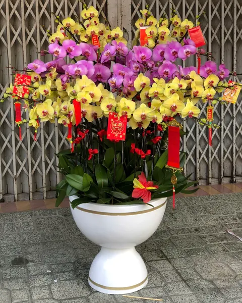 Lan Hồ Điệp: Chậu Lan Hồ Điệp Cát Tường - LHĐ169 | Flosa