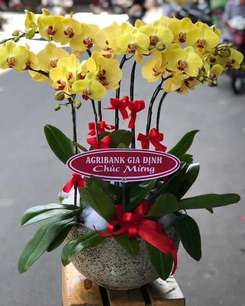 Lan Hồ Điệp: Chậu Lan Hồ Điệp Phát Tài - LHĐ155 | Flosa