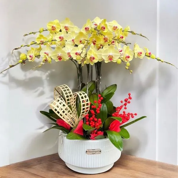 Lan Hồ Điệp: Chậu Hoa Lan Hồ Điệp Vàng 12 Cành - LHĐ111 | Flosa