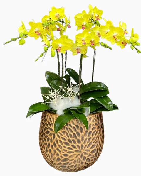 Lan Hồ Điệp: Chậu Lan Hồ Điệp Tinh Túy - LHĐ204 | Flosa