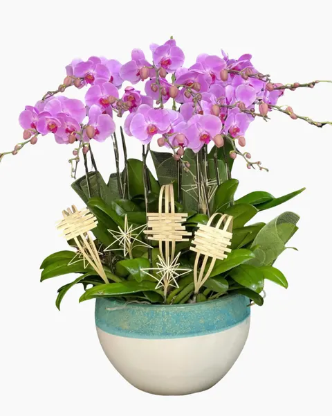 Lan Hồ Điệp: Chậu Lan Hồ Điệp Uyên Ương - LHĐ127 | Flosa