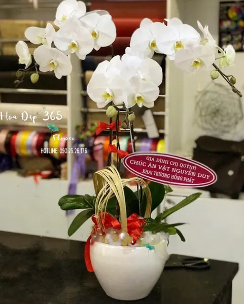 蝴蝶蘭:  胡蝶蘭花盆 Cheers 新年 - LHĐ13 