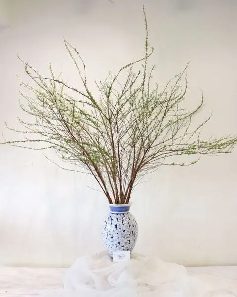切花:  雪柳 - 鮮切花 