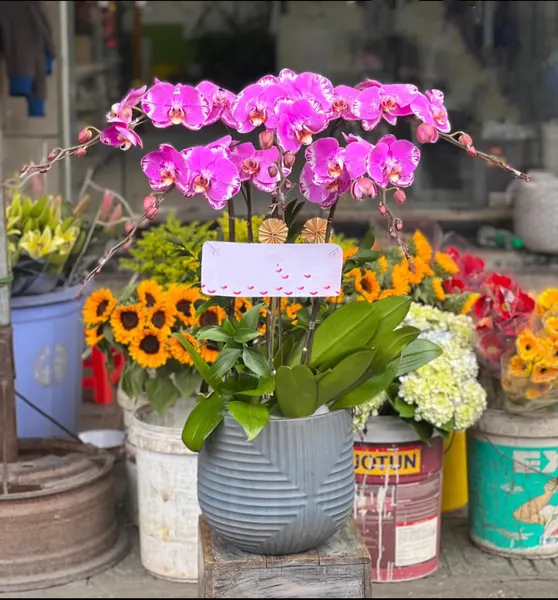 Lan Hồ Điệp: Chậu Hoa Lan Hồ Điệp Hồng Cánh Bướm - LHĐ89 | Flosa