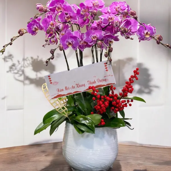 Lan Hồ Điệp: Chậu Hoa Lan Hồ Điệp 9 Cành Hồng Đột Biến - LHĐ115 | Flosa