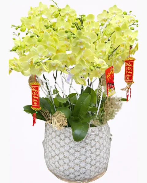 Lan Hồ Điệp: Chậu Hoa Lan Hồ Điệp Xuân Đến - LHĐ88 | Flosa