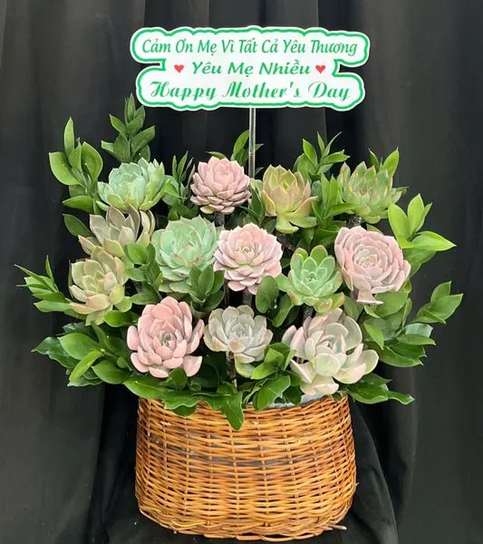 多肉植物:  多肉植物粉彩花園盆栽 - SD03 
