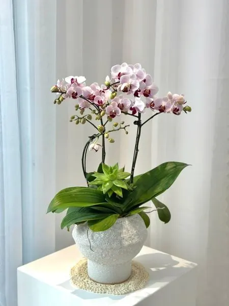 Orquídea Phalaenopsis:  Maceta de Orquídea Blanca Esmeralda Tranquila - LHD251 