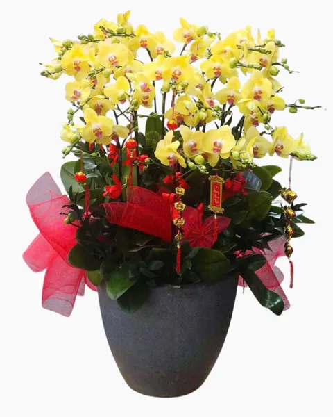 Lan Hồ Điệp: Chậu Lan Hồ Điệp Phú Quý - LHĐ156 | Flosa