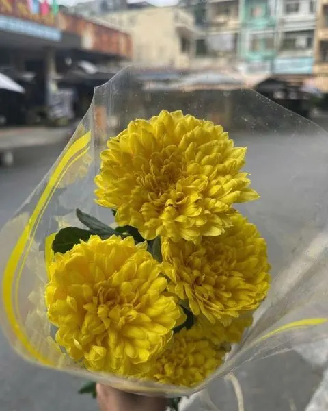 切花:  碗菊 - HCC05 