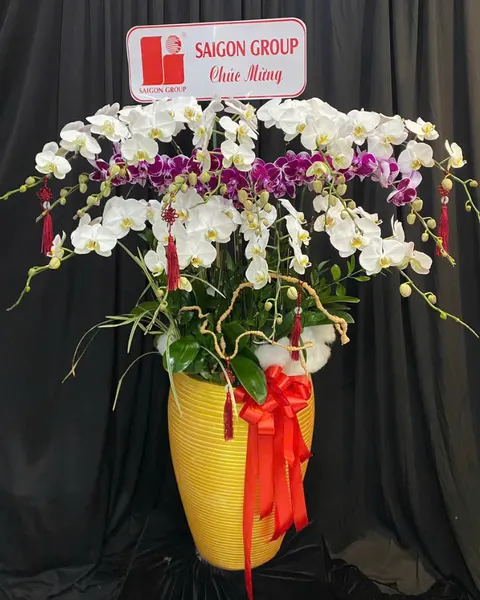 Lan Hồ Điệp: Chậu Lan Hồ Điệp Phú Gia - LHĐ151 | Flosa