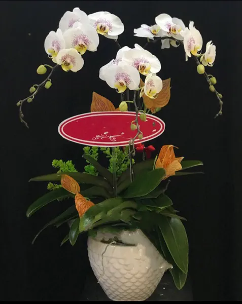 蝴蝶蘭:  白色突變蝴蝶蘭盆栽 - LHĐ50 