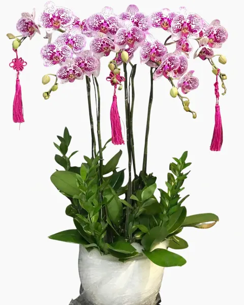Lan Hồ Điệp: Chậu Lan Hồ Điệp Cát Khánh- LHĐ149 | Flosa