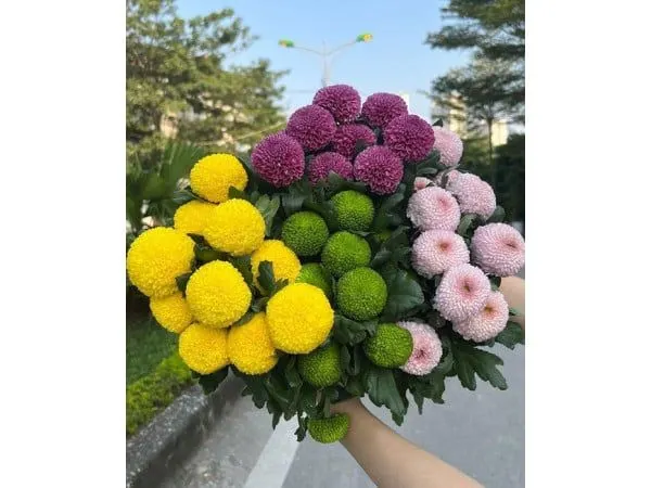 切花:  乒乓菊花 
