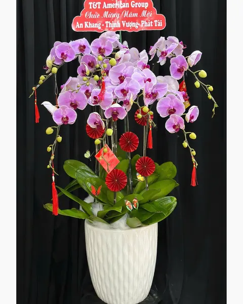 Lan Hồ Điệp: Chậu Lan Hồ Điệp Như Ý - LHĐ179 | Flosa