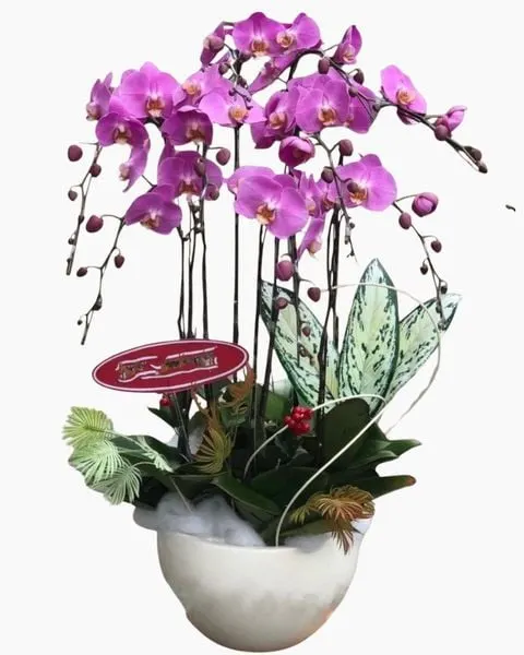 Lan Hồ Điệp: Chậu Hoa Lan Hồ Điệp - LHĐ03 - Flosa