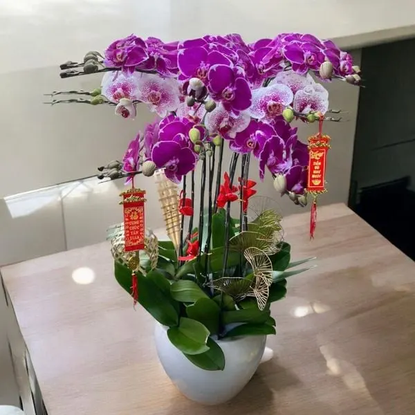 Lan Hồ Điệp: Chậu Hoa Lan Hồ Điệp Đột Biến - LHĐ106 | Flosa