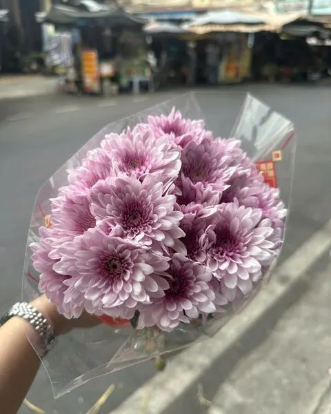 切花:  紫菊 - HCC04 