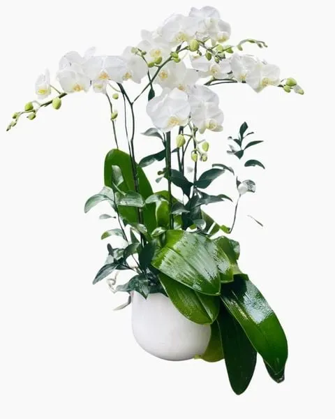 蝴蝶蘭:  迷你白色蝴蝶蘭花盆2支 - LHĐ93 