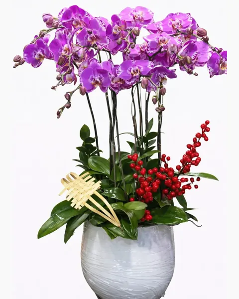 Lan Hồ Điệp: Chậu Hoa Lan Hồ Điệp 9 Cành Hồng Đột Biến - LHĐ115 | Flosa