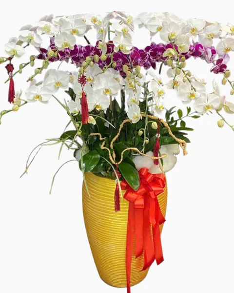 Lan Hồ Điệp: Chậu Lan Hồ Điệp Phú Gia - LHĐ151 | Flosa