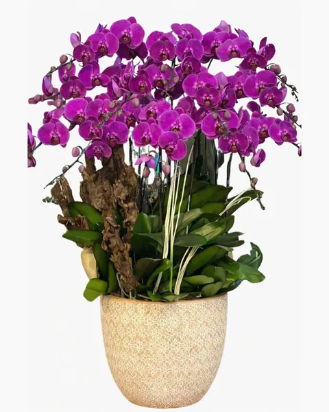 Lan Hồ Điệp: Chậu Lan Hồ Điệp An Khang  - LHĐ136 | Flosa