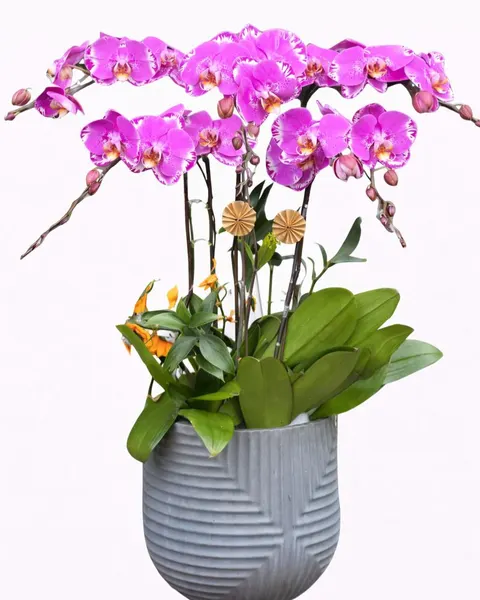 Lan Hồ Điệp: Chậu Hoa Lan Hồ Điệp Hồng Cánh Bướm - LHĐ89 | Flosa