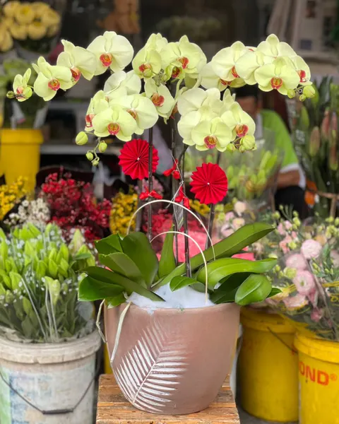 Lan Hồ Điệp: Chậu Hoa Lan Hồ Điệp Xuân Sang - LHĐ86 | Flosa