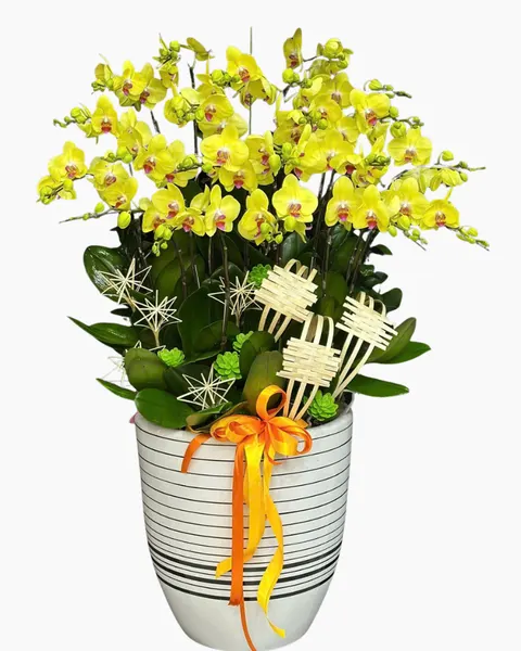 Lan Hồ Điệp: Chậu Lan Hồ Điệp Cát Tường  - LHĐ139 | Flosa
