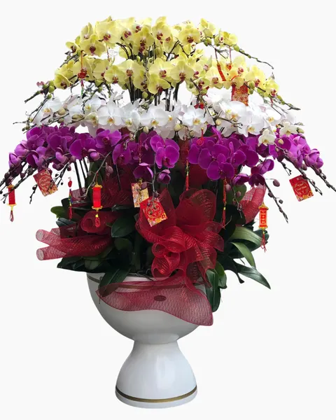 Peace and Health Orchid - LHĐ165