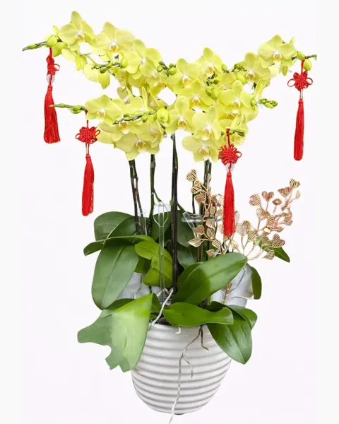 Lan Hồ Điệp: Chậu Hoa Lan Hồ Điệp Xanh Nhỏ - LHĐ101 | Flosa