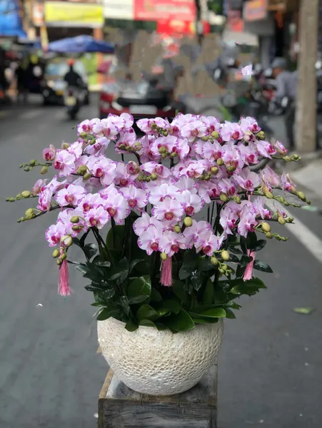 蝴蝶蘭:  黃色蝴蝶蘭花盆 - LHĐ78 