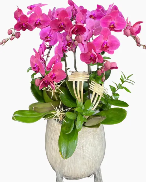Lan Hồ Điệp: Chậu Lan Hồ Điệp Thiên Phúc - LHĐ198 | Flosa