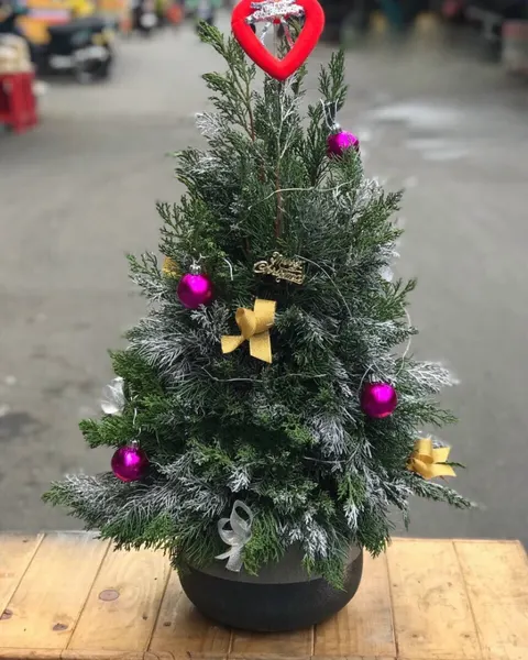 Hoa Giáng Sinh: Cây Thông Noel Balsam - HGS02 - Hoa Noel | Flosa