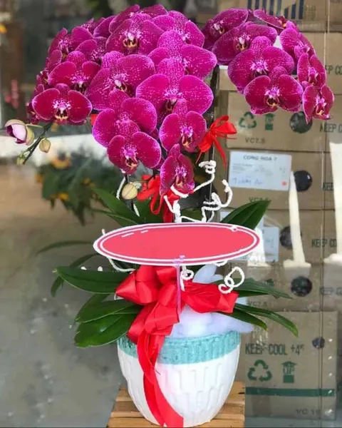 蝴蝶蘭:  發財蝴蝶蘭盆栽 - LHĐ46 